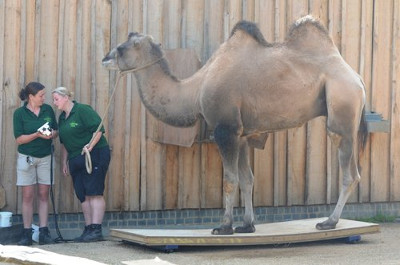 Camel weighing with the AELP Pallet Beams