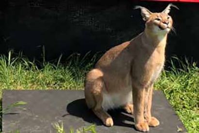 Caracal on CPWplus Scale