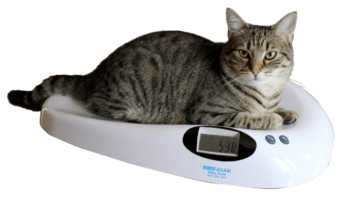 Cat on MTB Veterinary Scale Cat on MTB Veterinary Scale