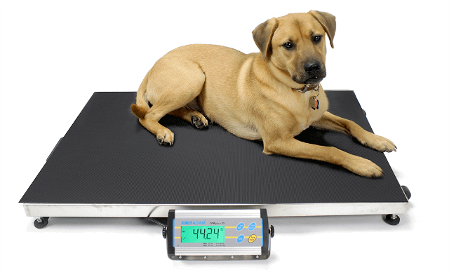 Dog Being Weighed on CPWplus Platform Scales Dog Being Weighed on CPWplus Platform Scales