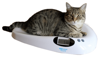 5 Things You Didn't Know About Weighing Animals - Adam Equipment UK