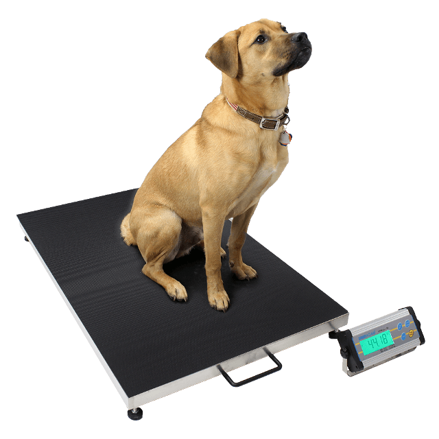 Dog Weighing on Platform Scales