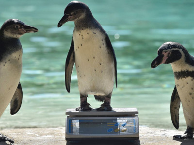 Penguins Being Weighed on WBW at Royal London Zoo